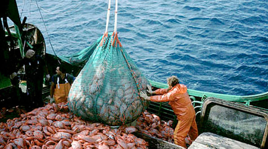 Peligra la exportación pesquera de México