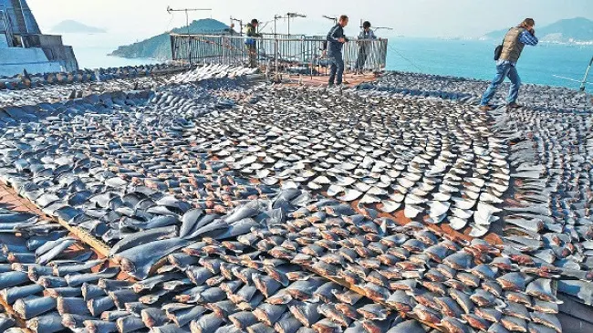 La pesca ilegal en las aguas de Malvinas significa unas 250.000 toneladas anuales 